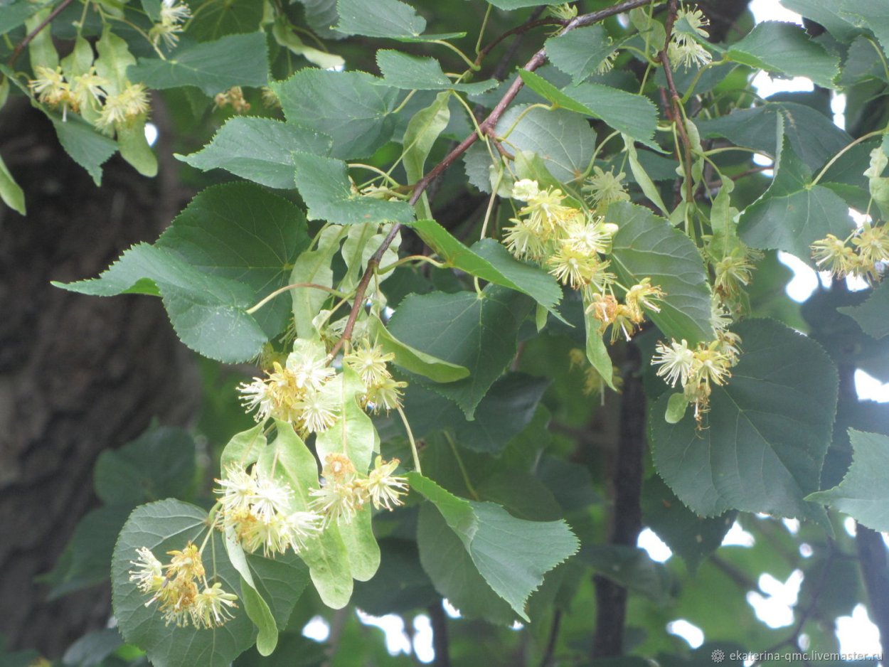 Липа маньчжурская