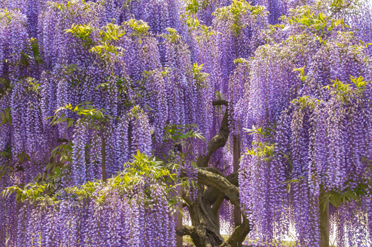 Глициния крупнокистевая Глициния крупнокистевая