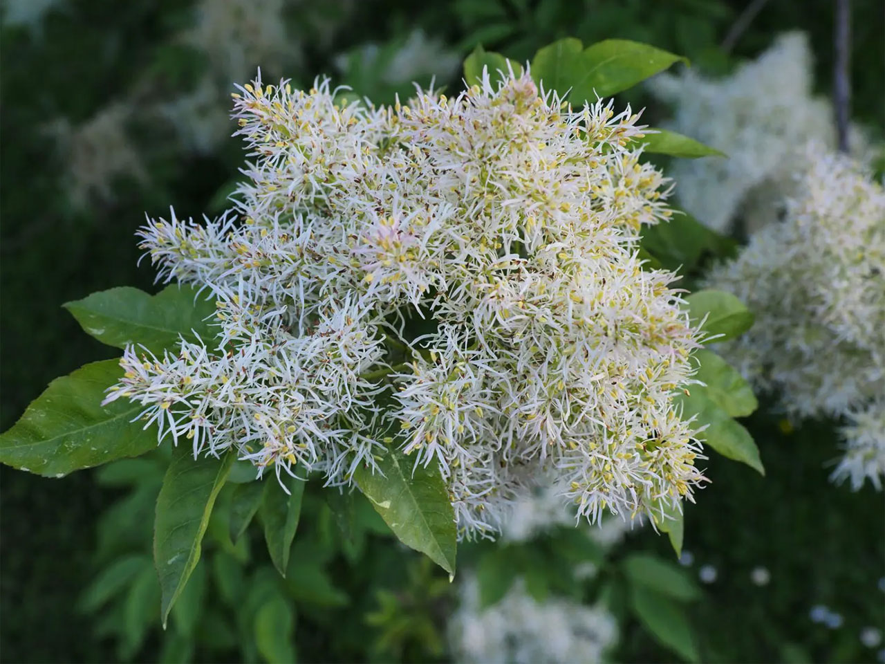 Ясень белый