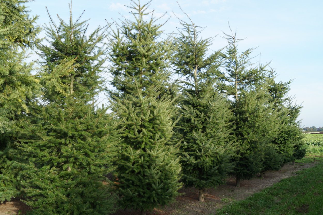 Псевдотсуга