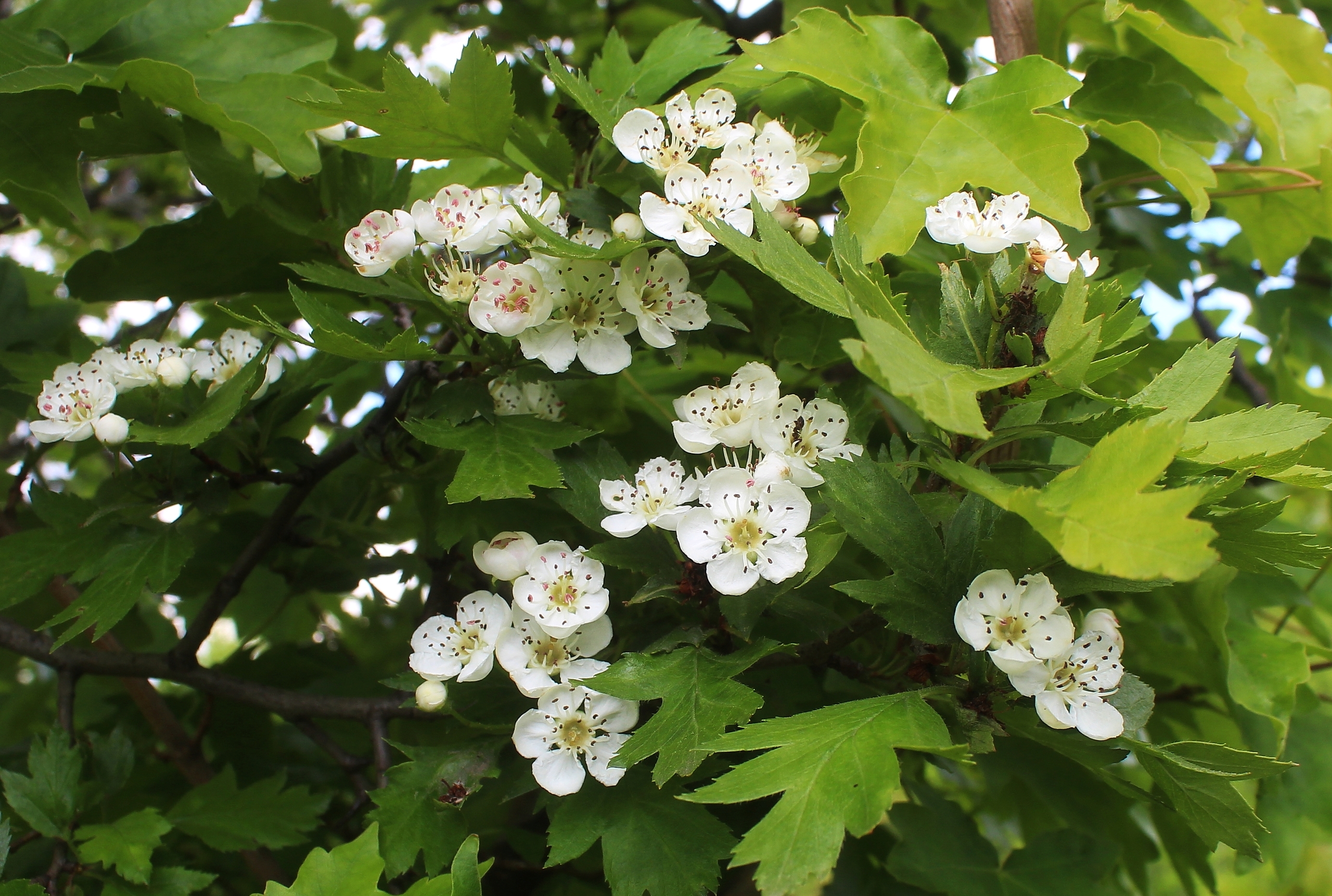 Боярышник зеленомясый