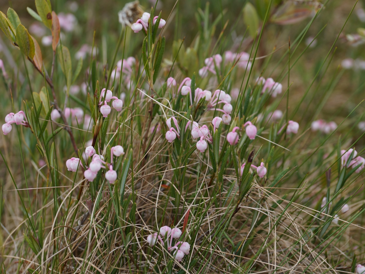 Багульник подбел