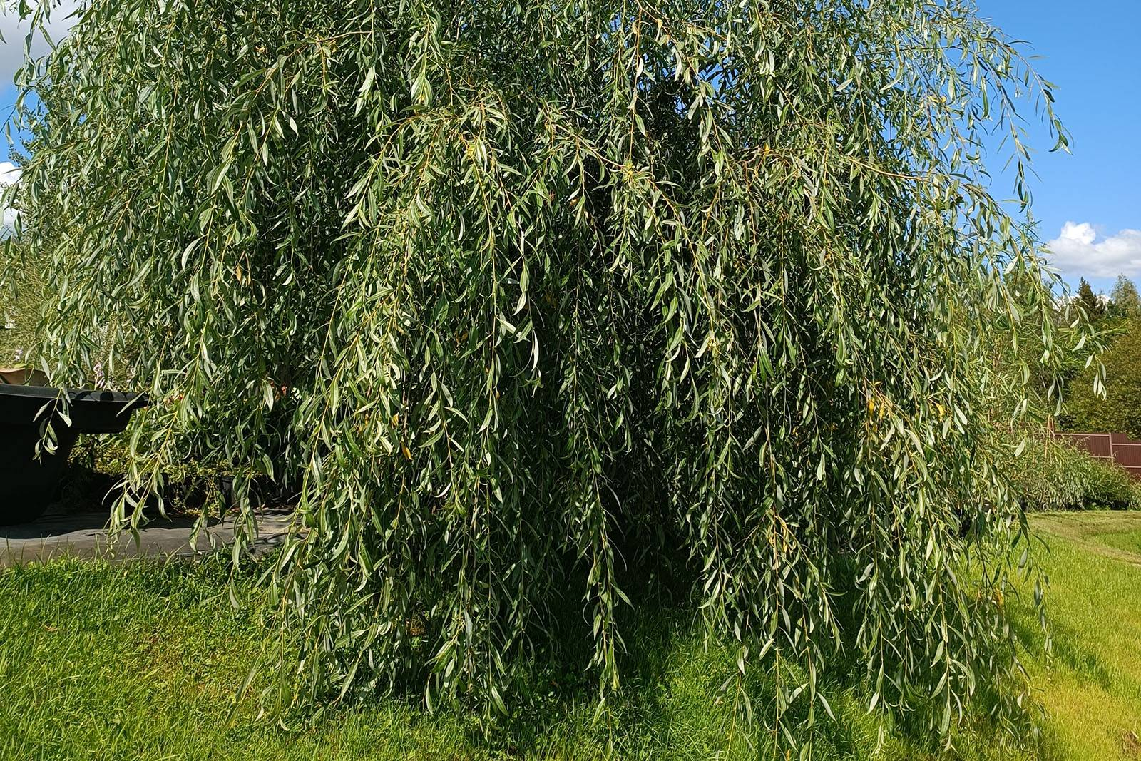 Плакучая ива Плакучая ива