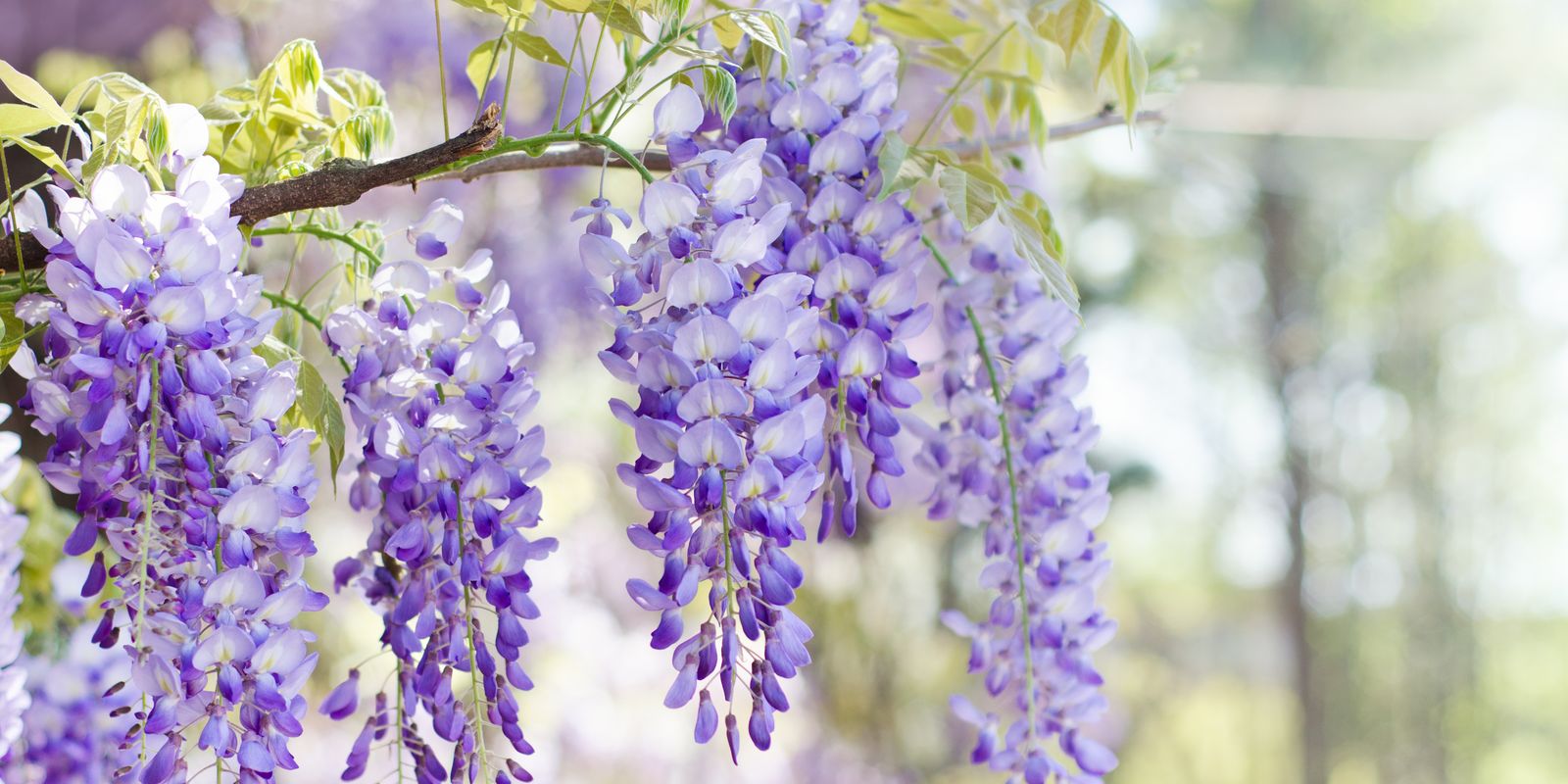 Глициния прекрасная Глициния прекрасная