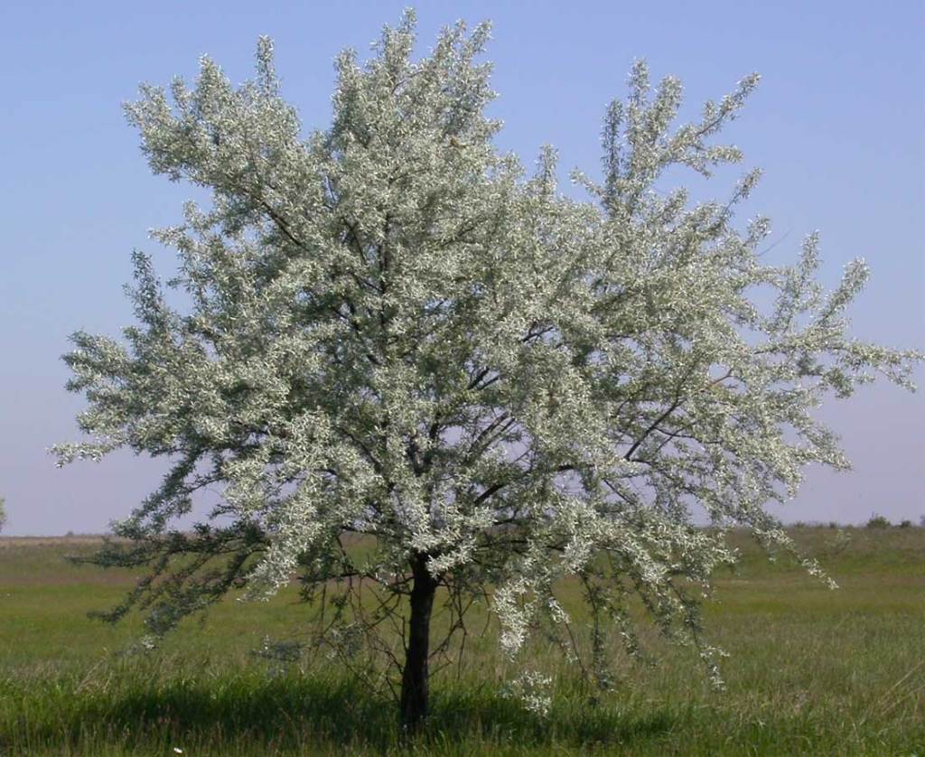 Лох восточный