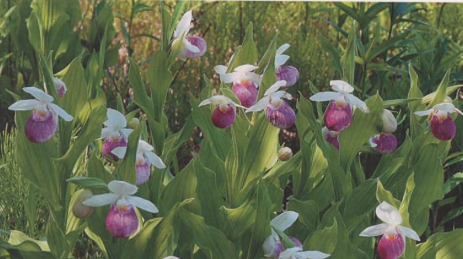 Башмачок мелкоцветковый