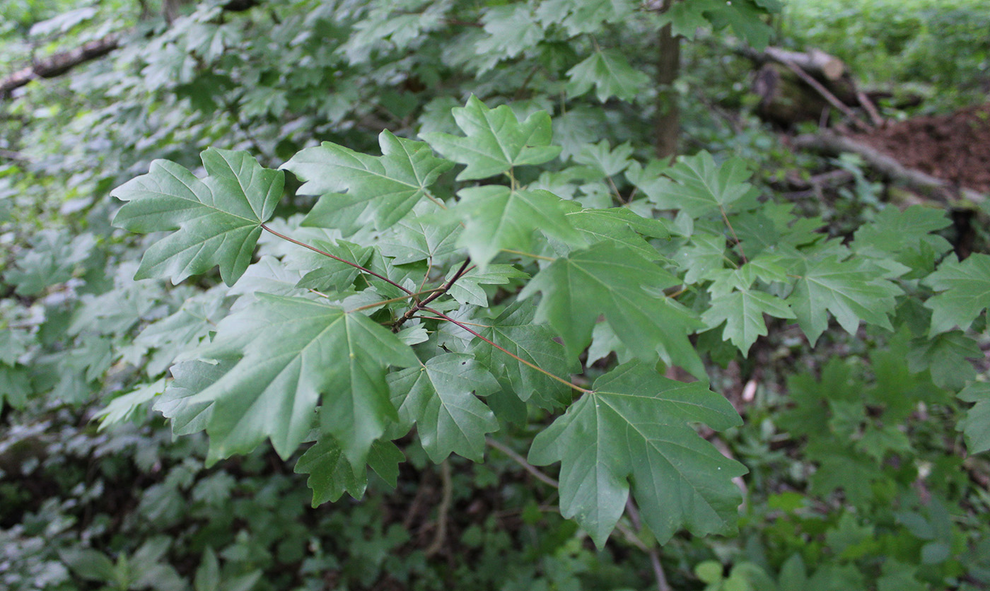 Клён полевой Клён полевой