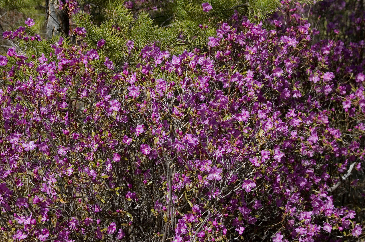 Багульник стелющийся Багульник стелющийся