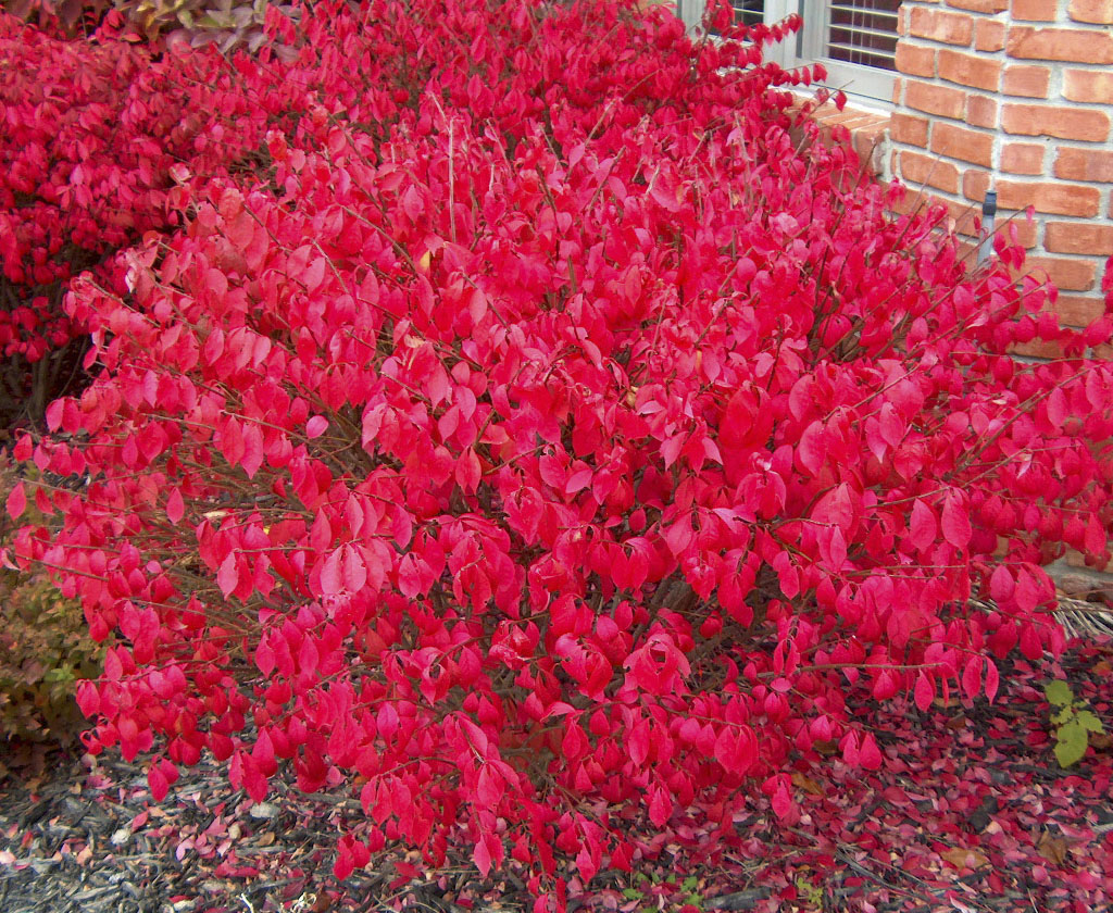 Бересклет европейский