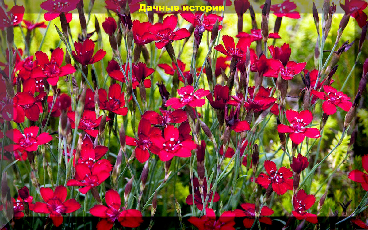 Гвоздичник Гвоздичник