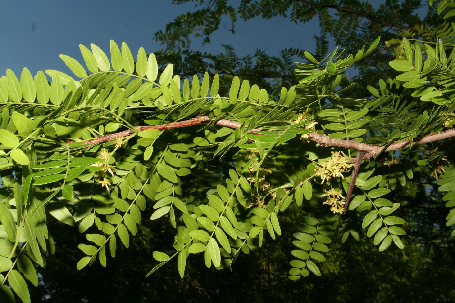 Гледичия трехколючковая Гледичия трехколючковая
