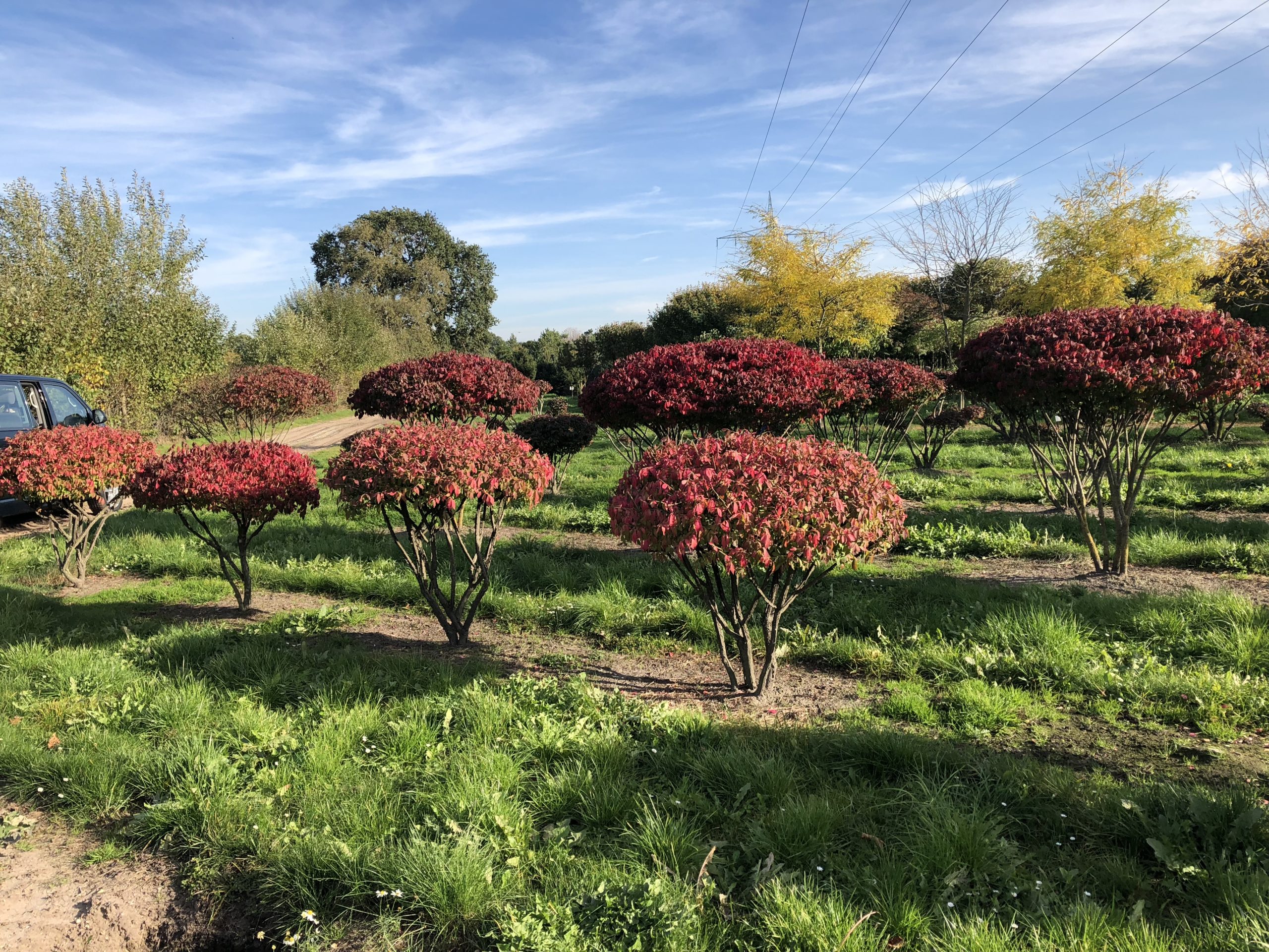 Бересклет крылатый