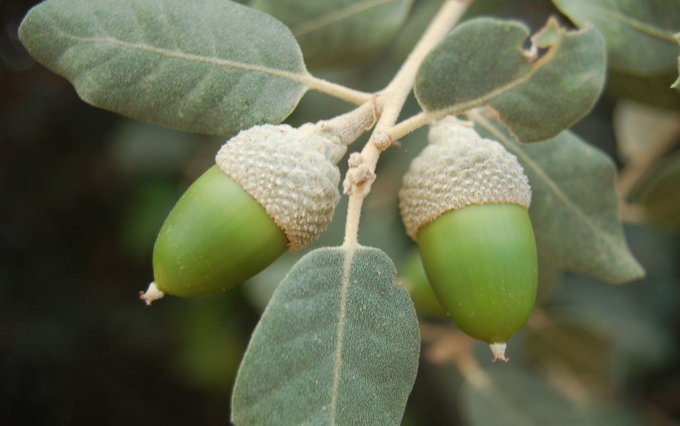 Дуб каменный