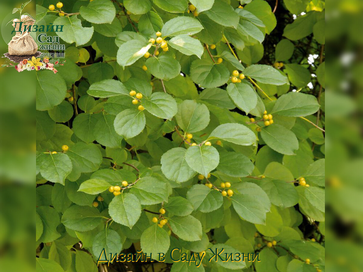 Древогубец Генри