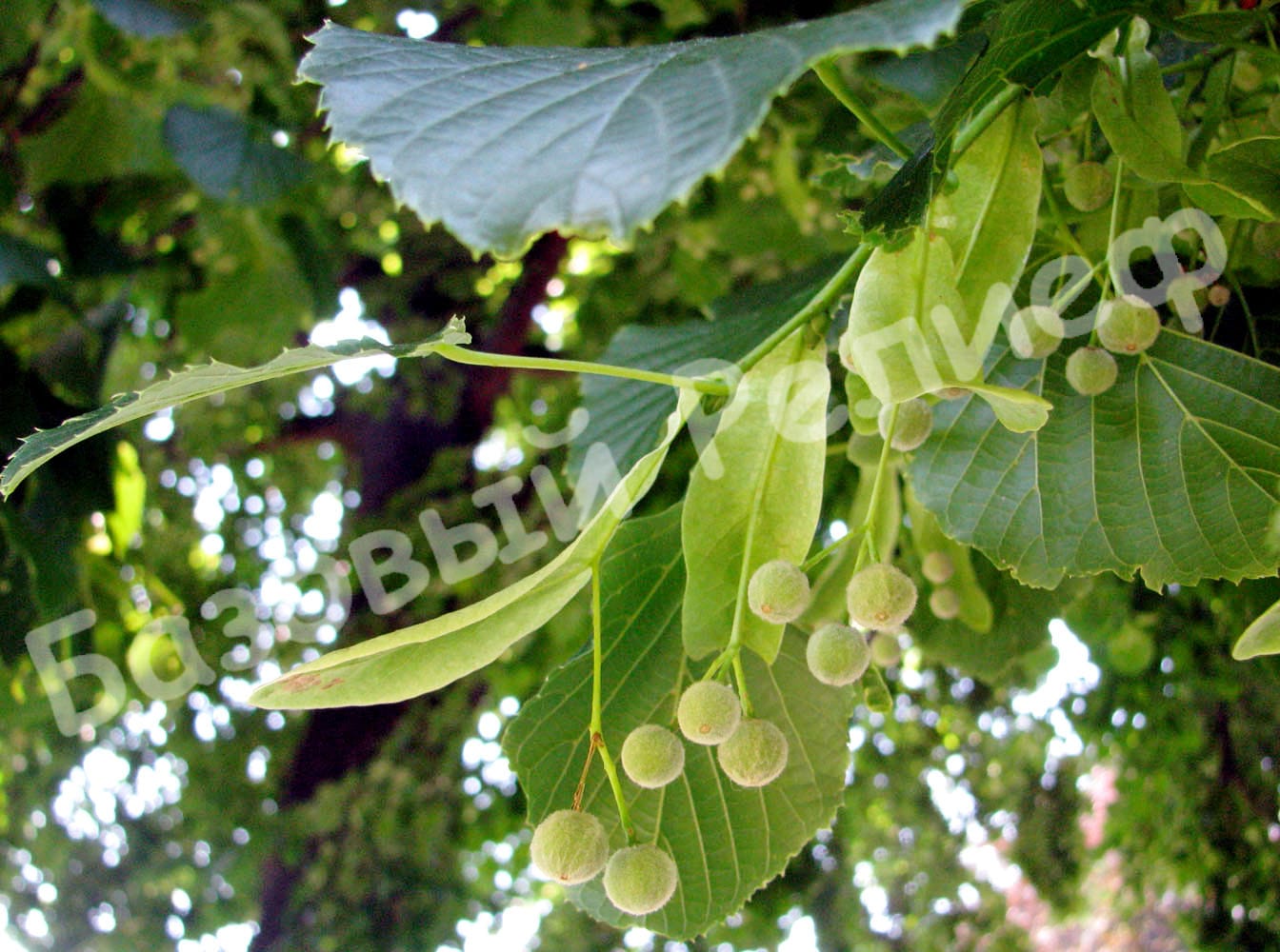 Липа крупнолистная