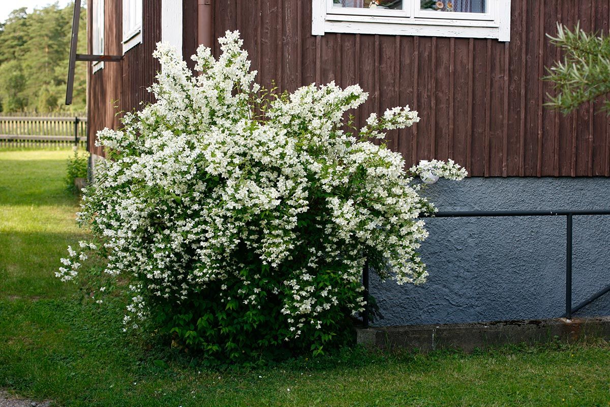 Жасмин карликовый