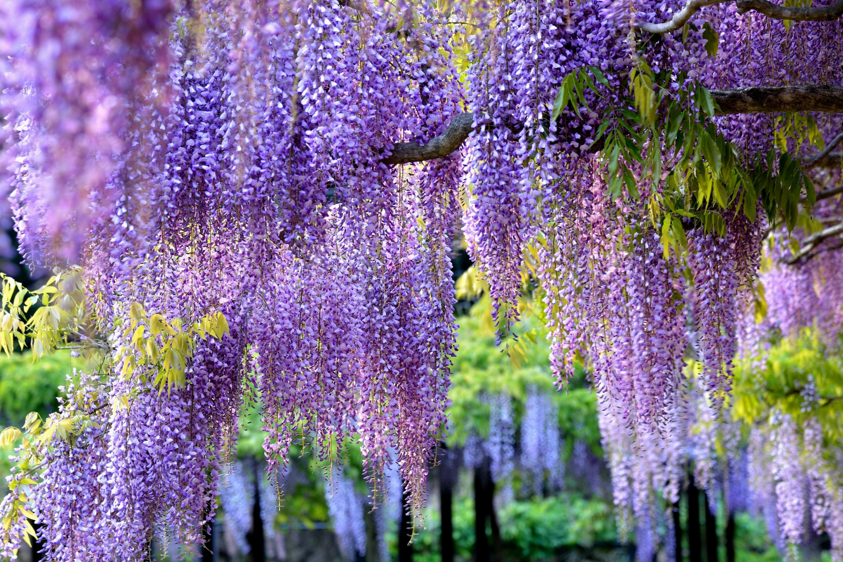 Глициния крупнокистевая Глициния крупнокистевая