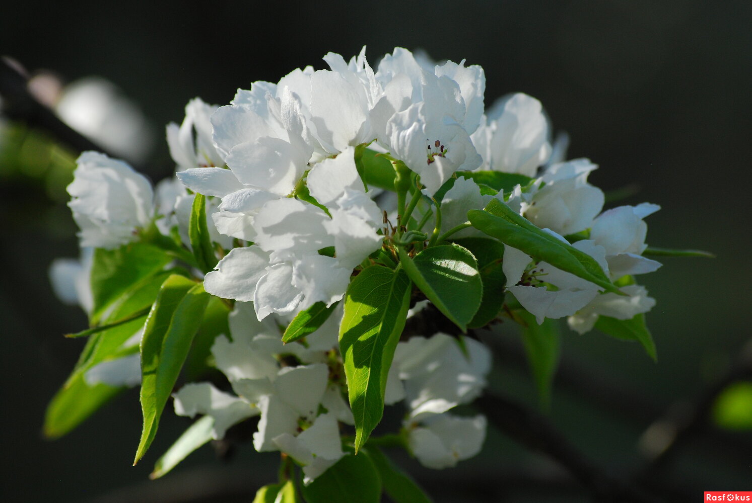 Груша обыкновенная