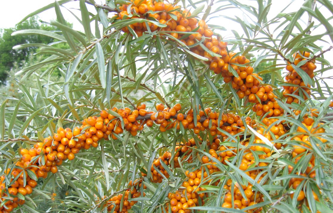 Облепиха Облепиха