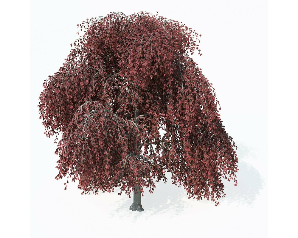 Береза вишневая