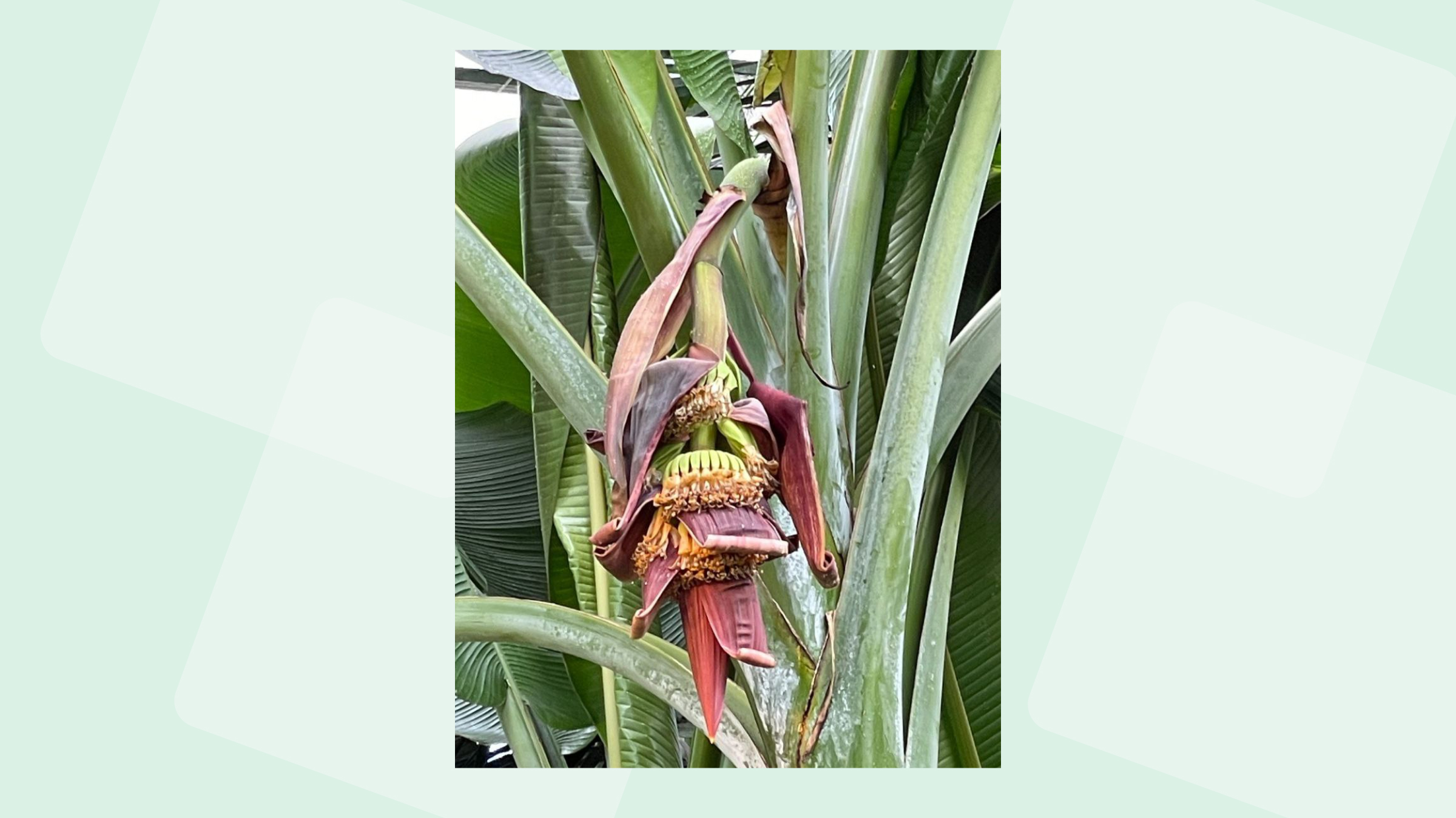 Банан райский Банан райский