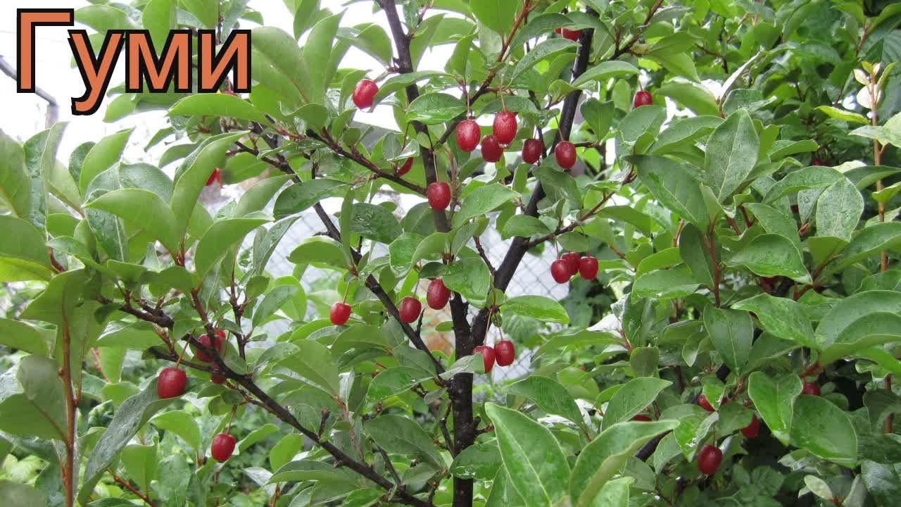 Лох многоцветковый