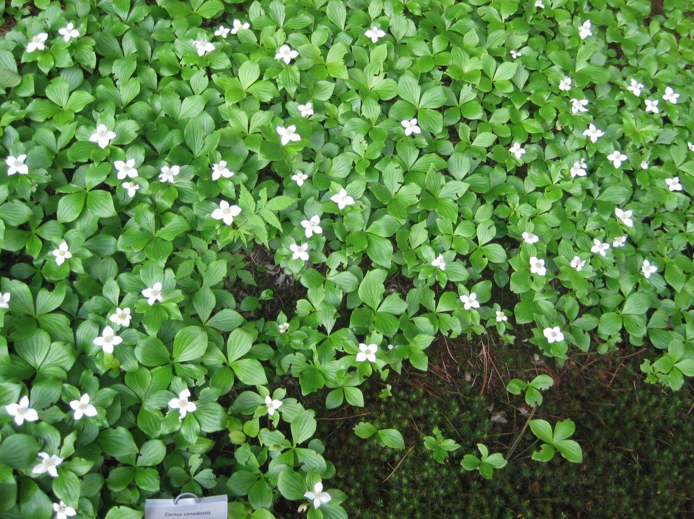 Дерен канадский Дерен канадский