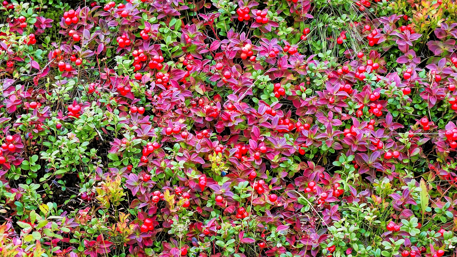 Дерен шведский