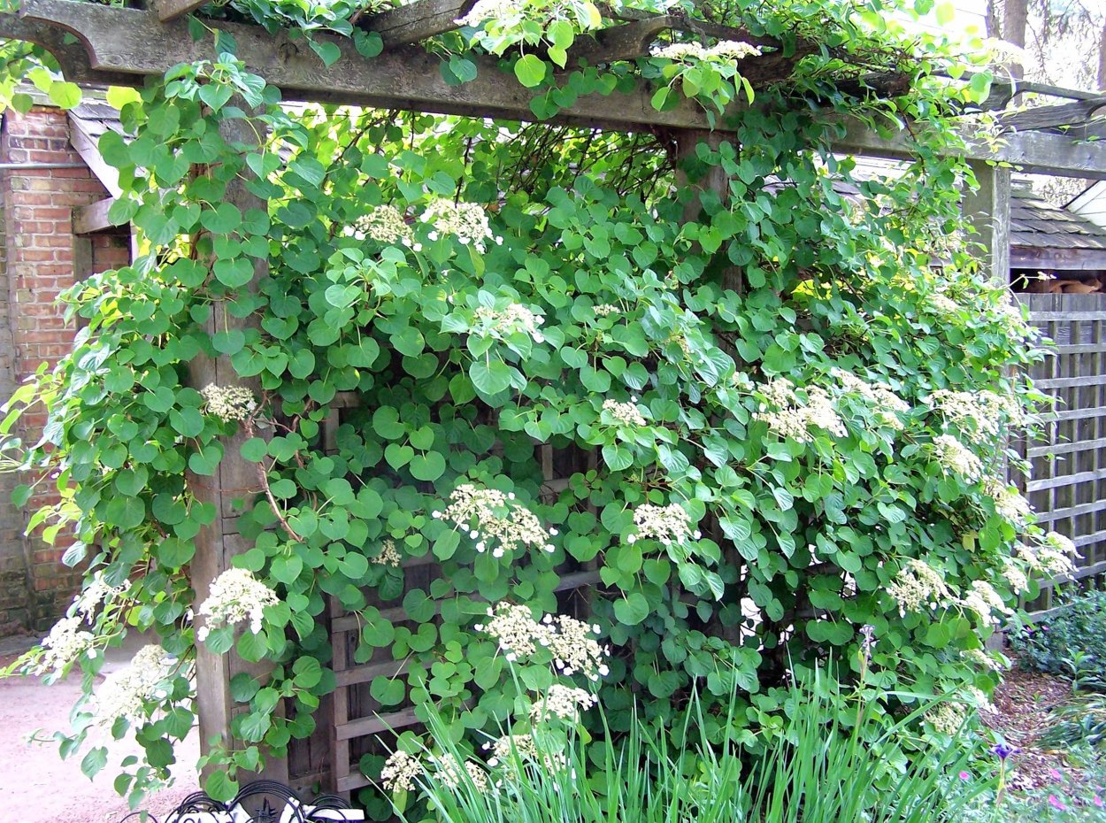 Гортензия черешковая Гортензия черешковая