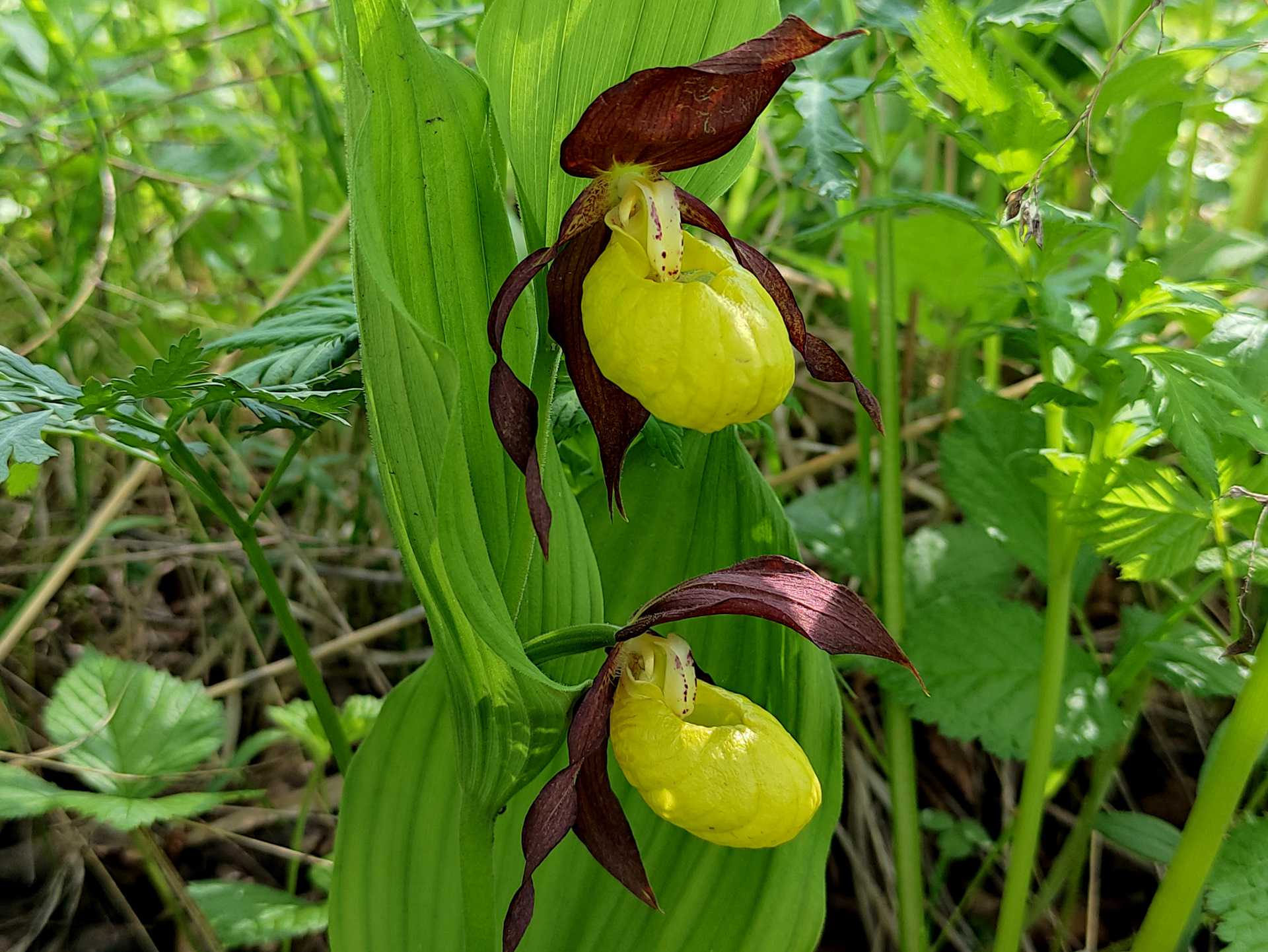 Башмачок жёлтый