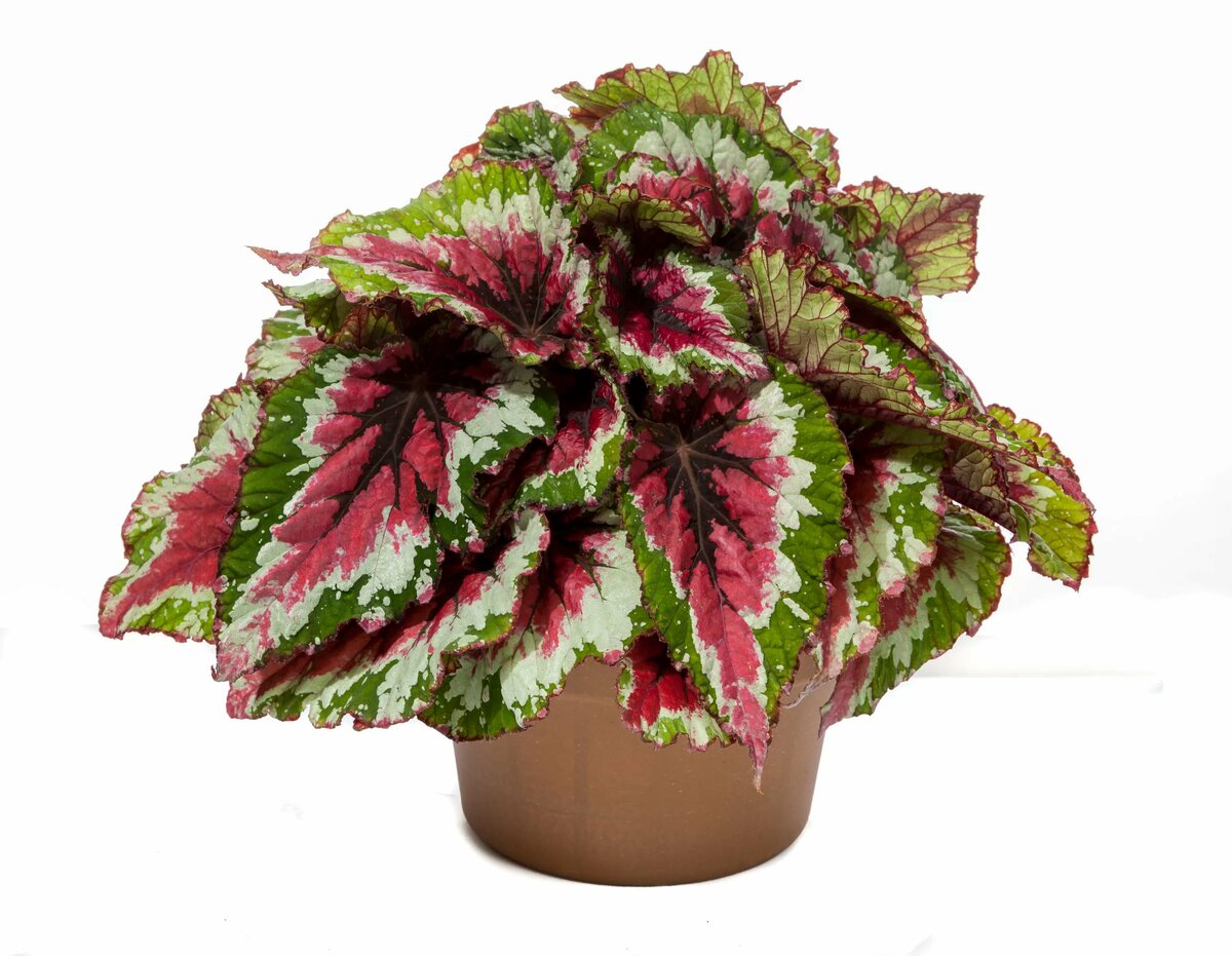 Бегония королевская