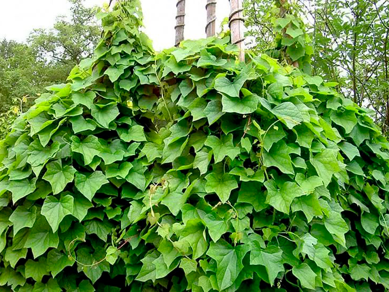 Луносемянник золотистый