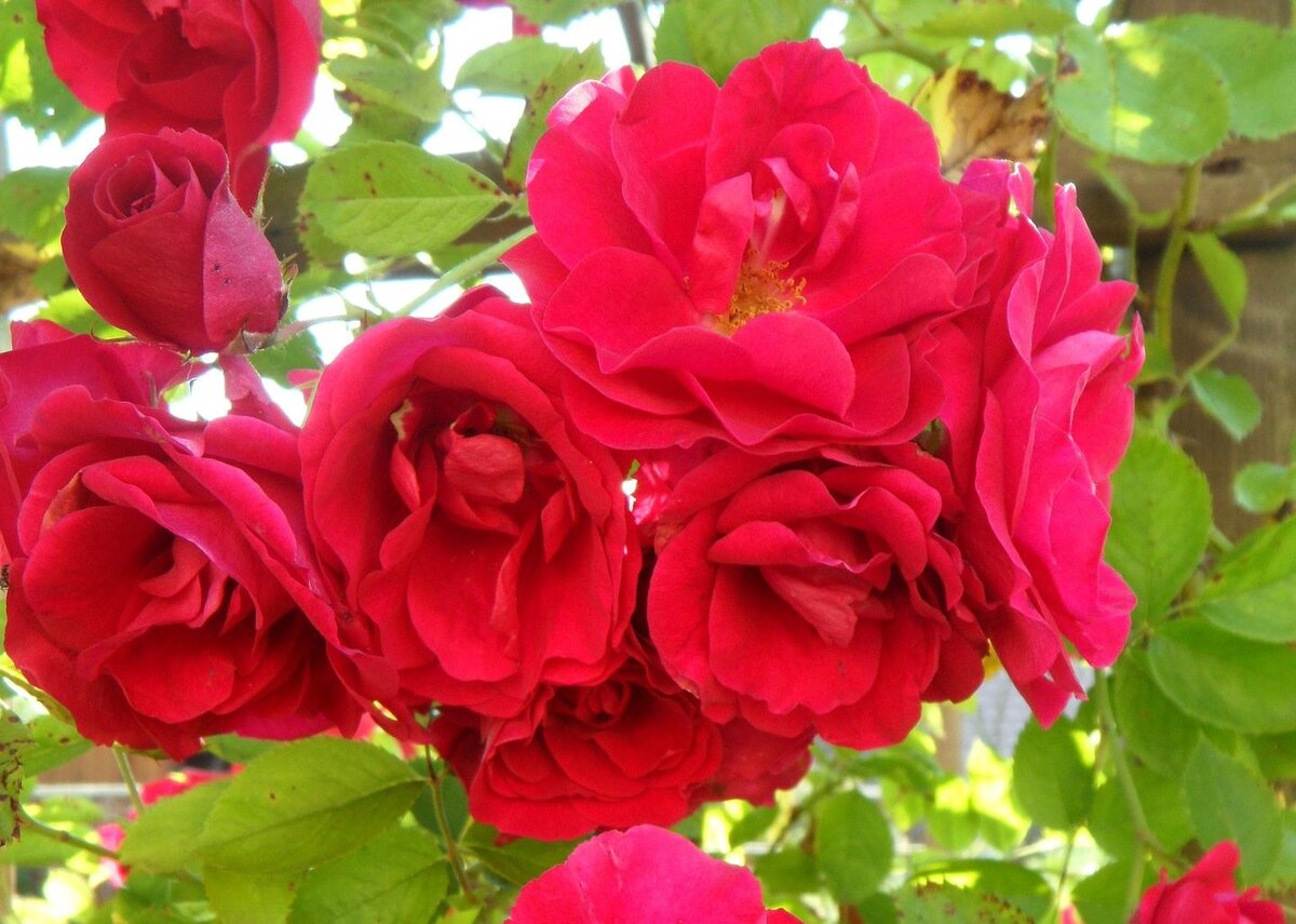 Роза плетистая Роза плетистая