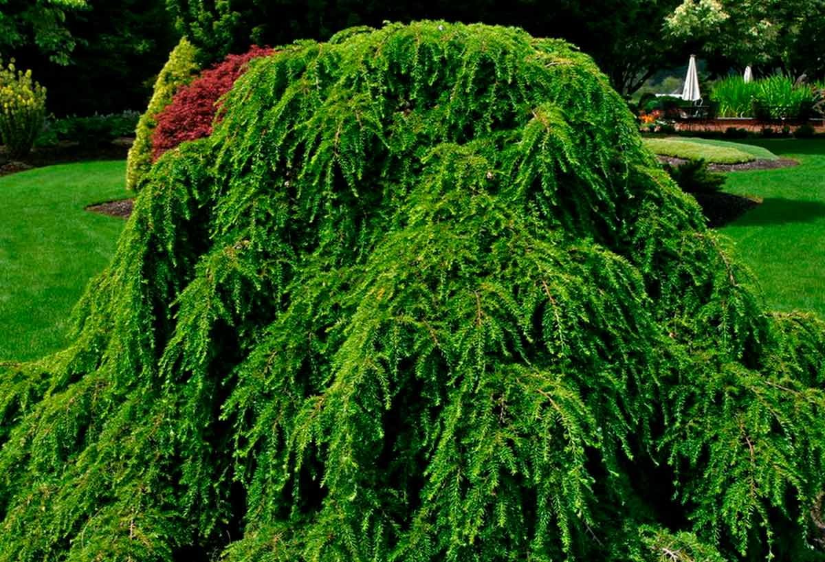 Тсуга Тсуга