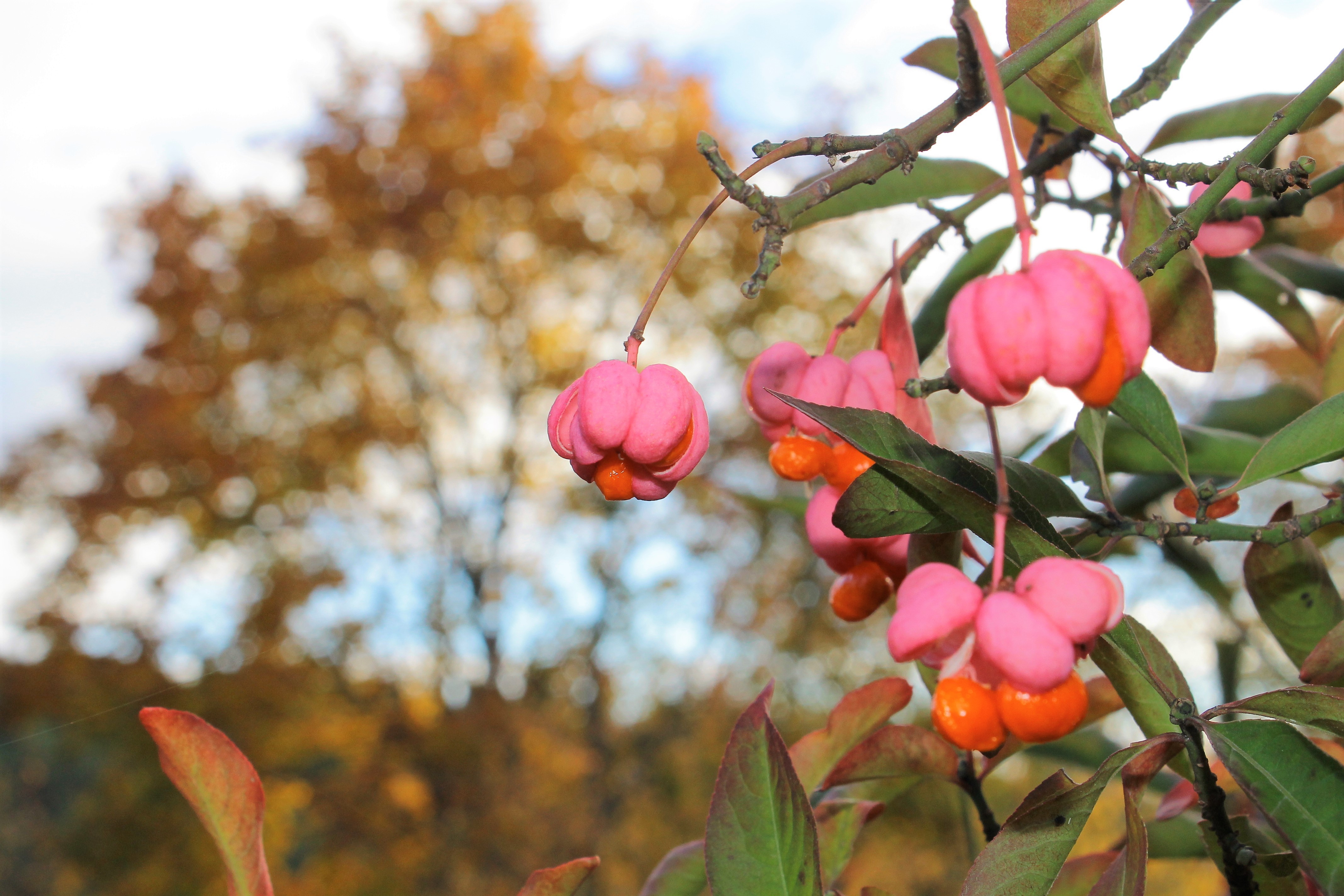 Бересклет европейский