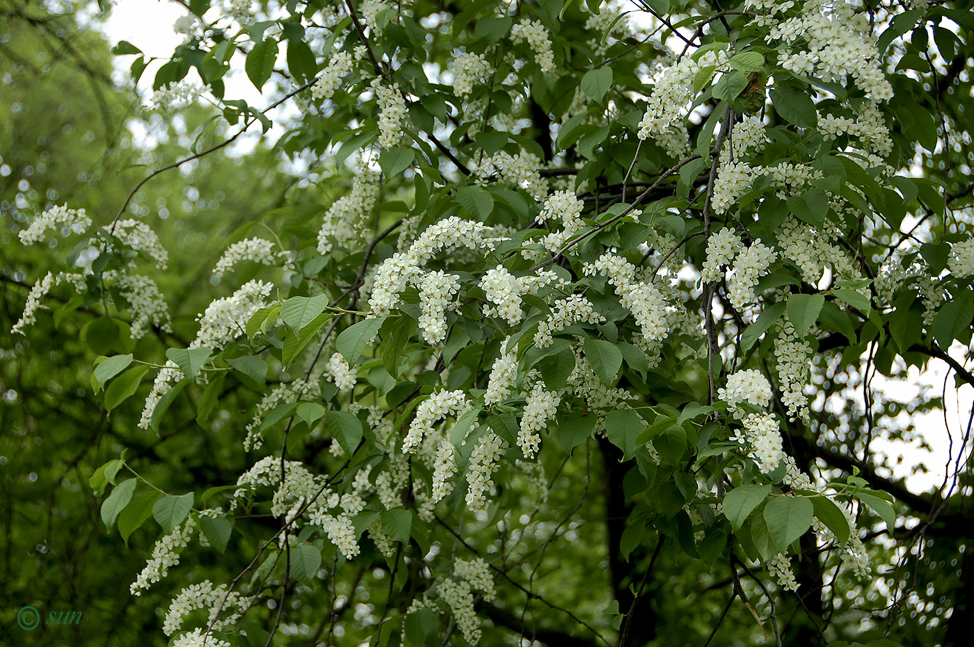 Черемуха сьори