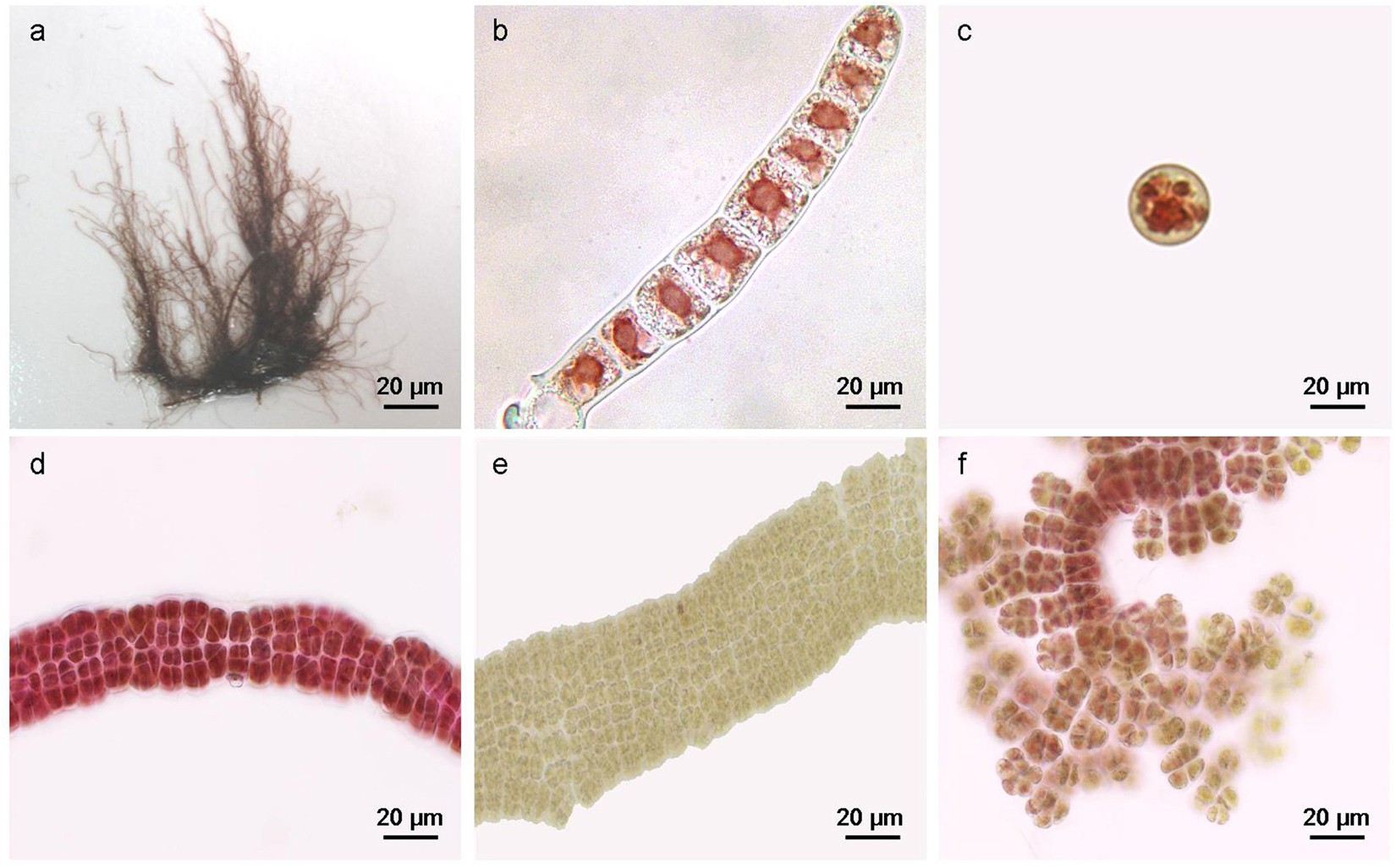 Бангия Бангия