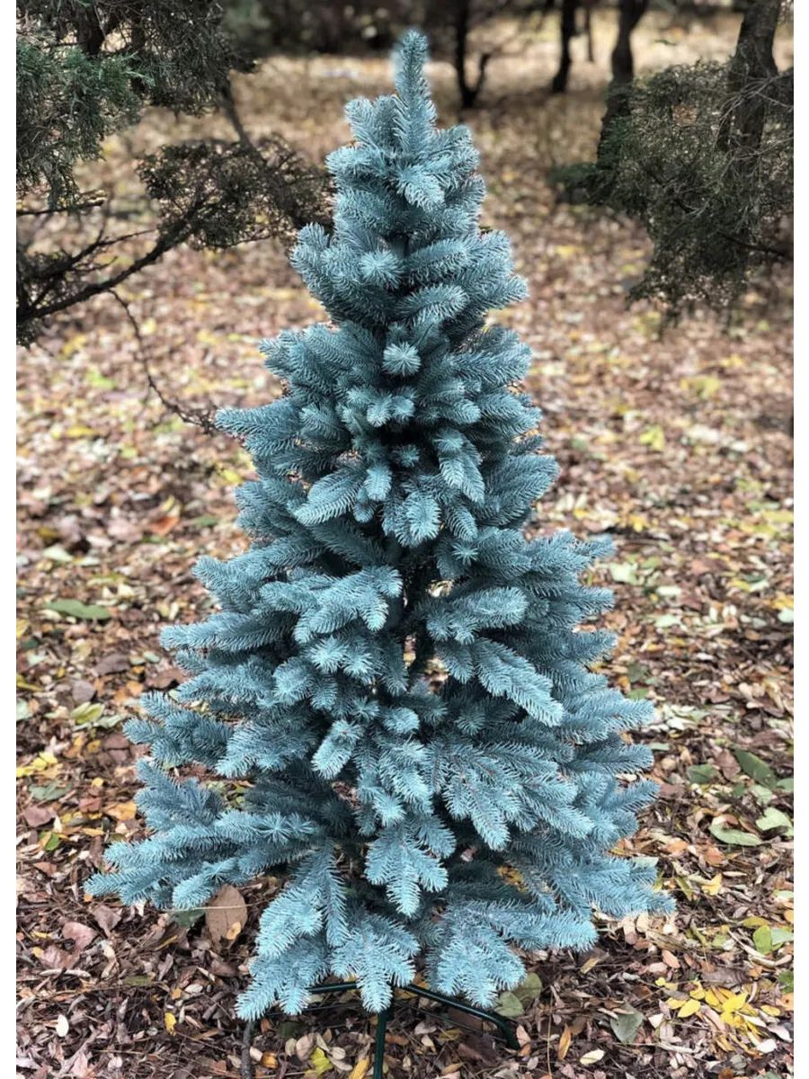 Ель голубая Ель голубая