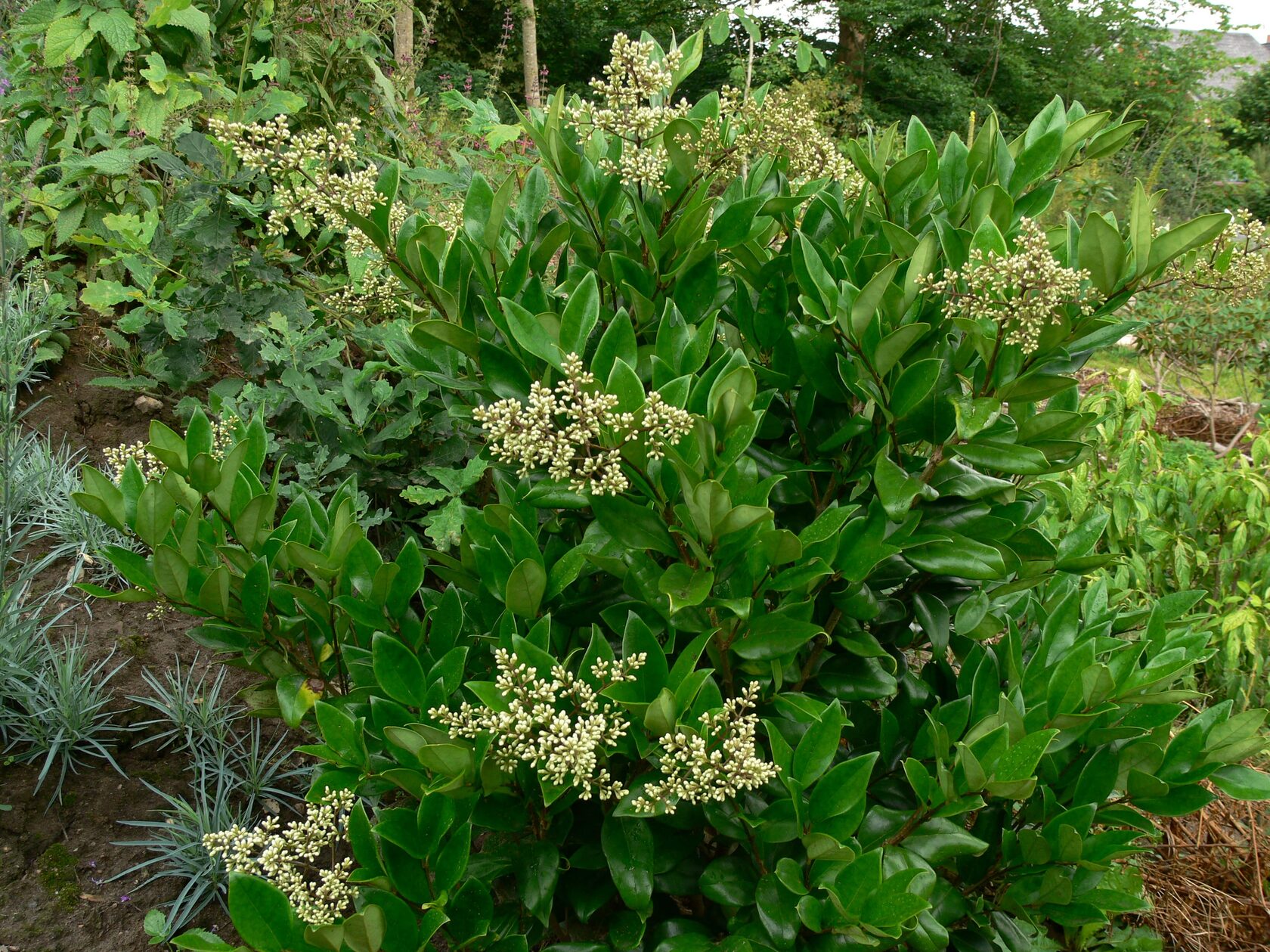 Бирючина китайская