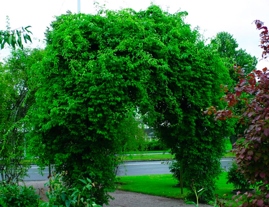 Древогубец лазящий