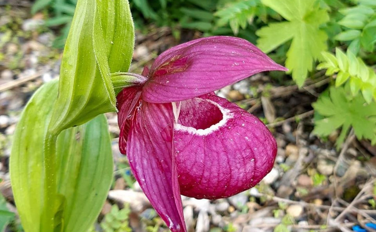 Башмачок вздутый