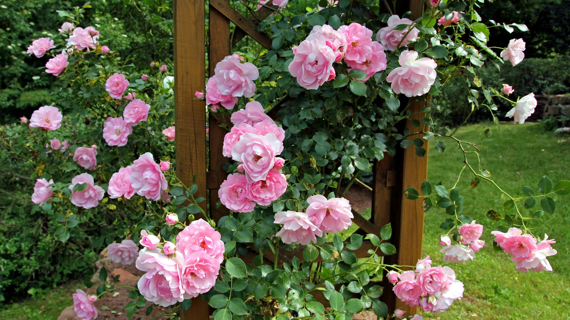 Роза плетистая Роза плетистая