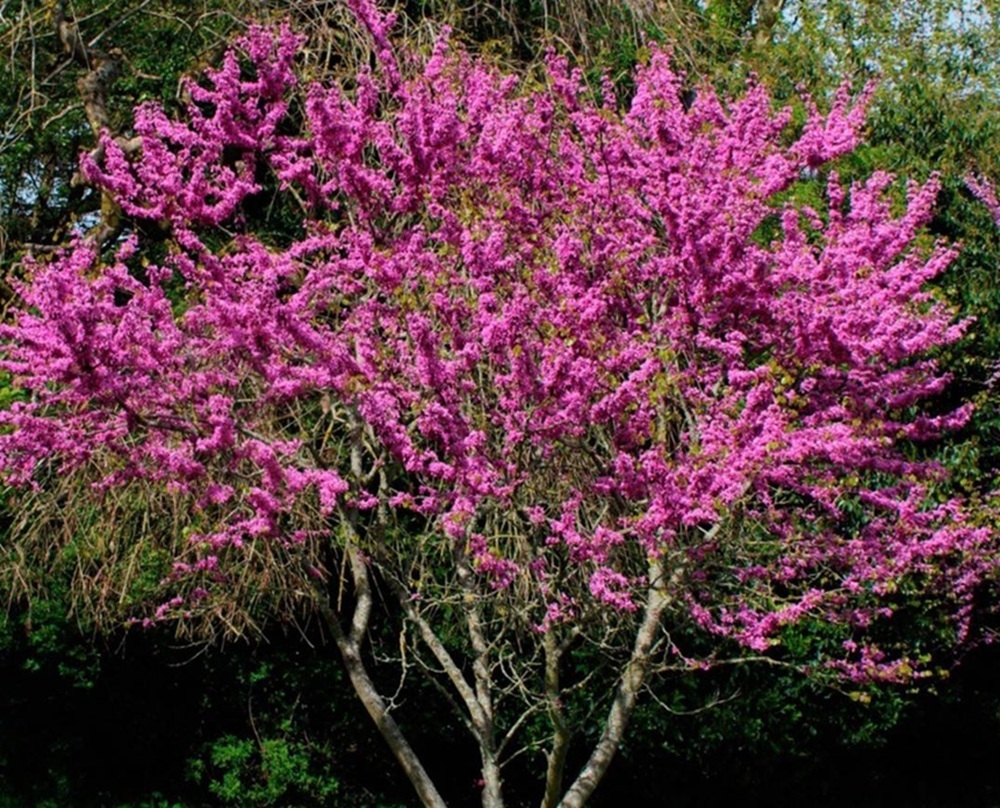 Багряниковые Багряниковые