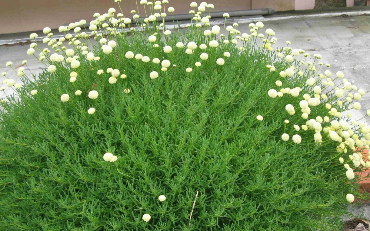 Безвкусница Безвкусница