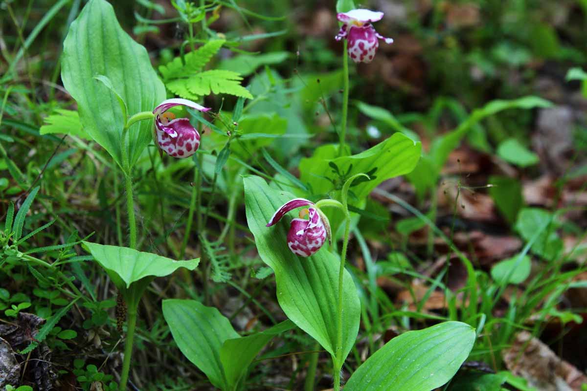 Башмачок капельный