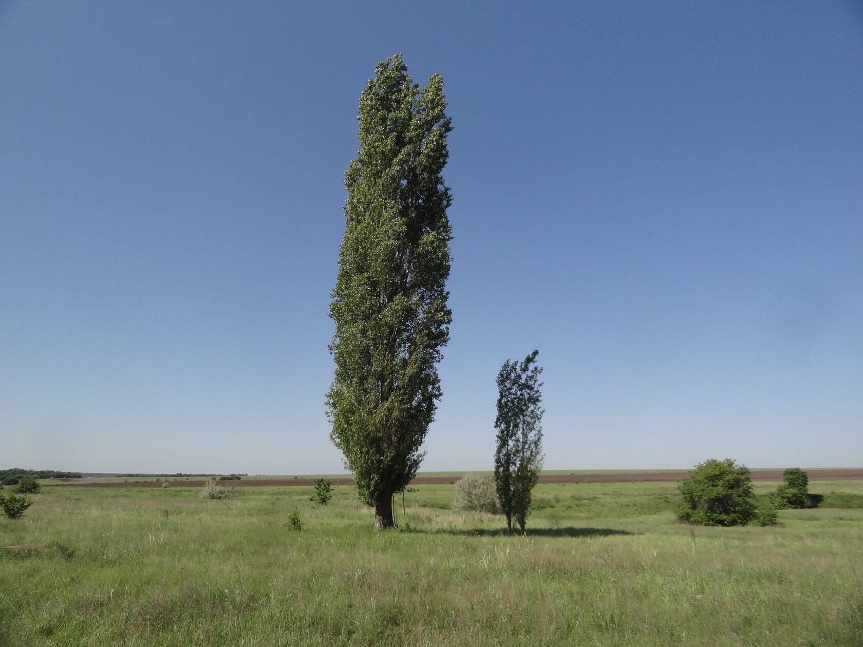 Тополь берлинский