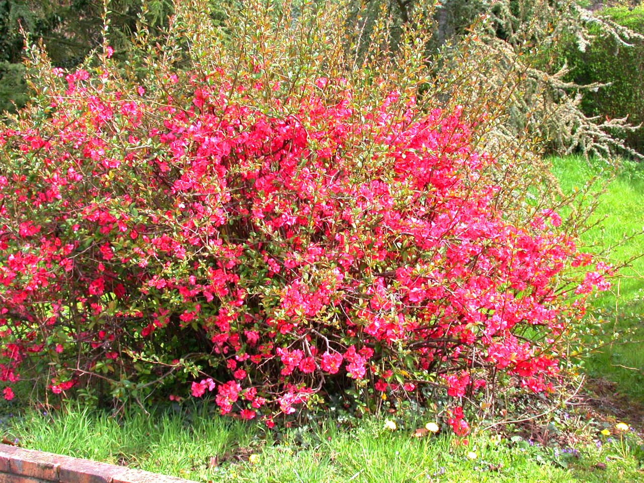 Айва мраморная