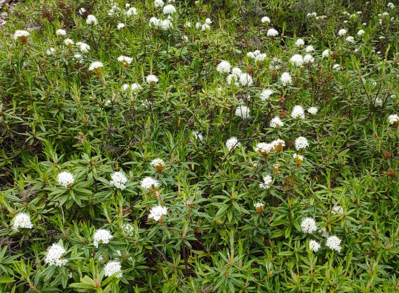 Багульник подбел