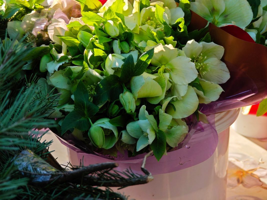 Ольха красная