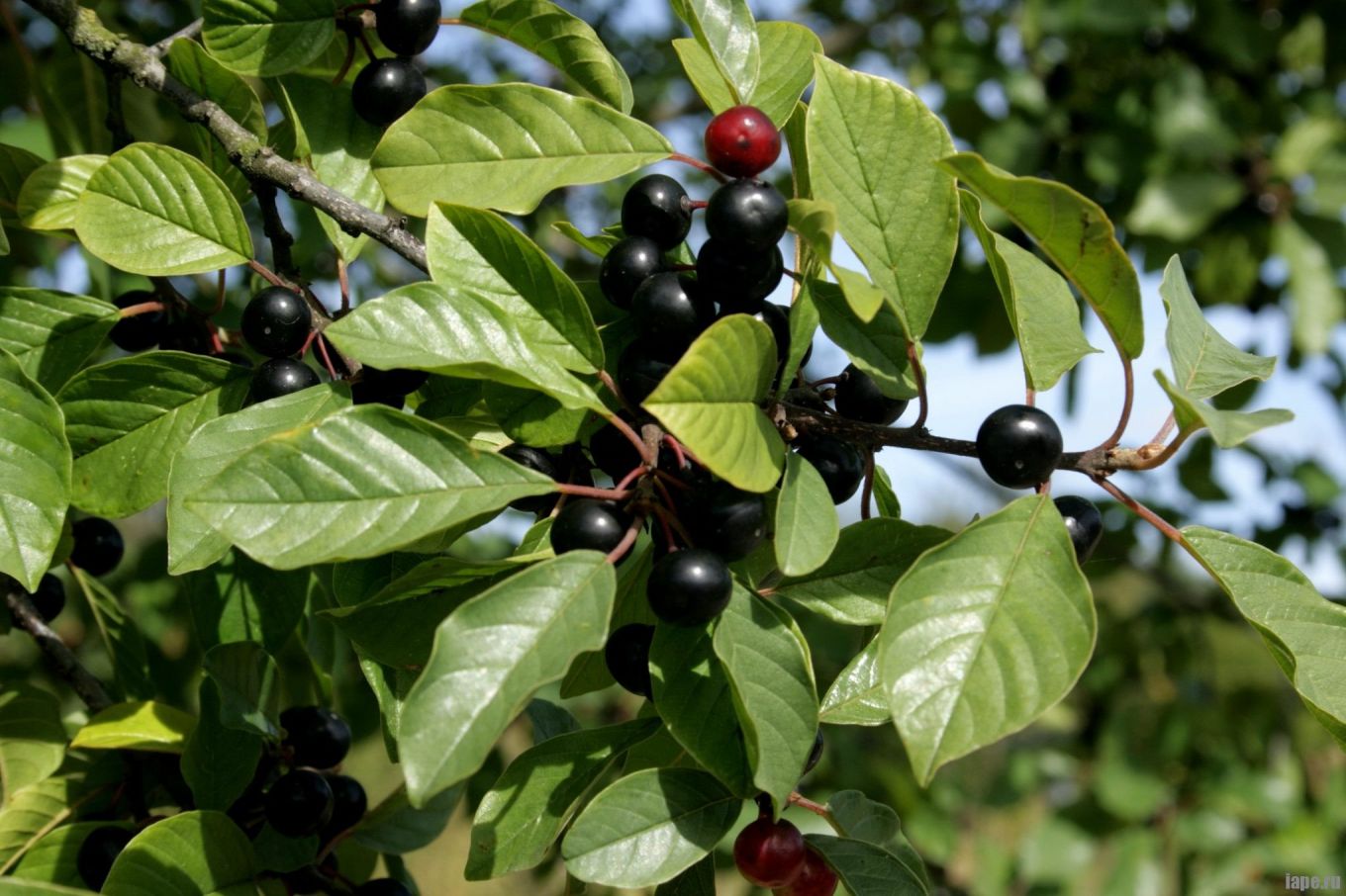 Крушина американская